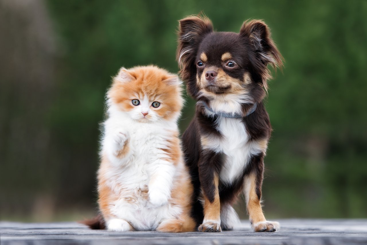 pets at Harmony Meadows Apartments in Marietta, GA